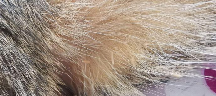 猫咪常见寄生虫种类及防治方法｜宠物健康全攻略(图1)