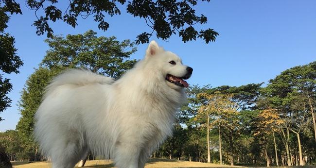 萨摩犬叫唤行为全攻略｜起源、特点与训练技巧(图1)