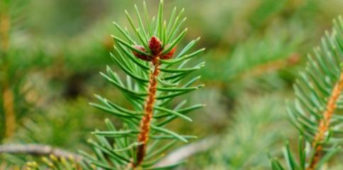 305品种全攻略：特征、应用与种植技巧揭秘(图3)