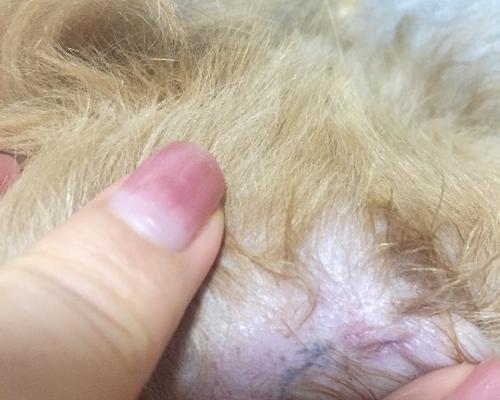 狗狗小桃子的温暖陪伴｜忠诚可爱小狗的生活日记(图2)