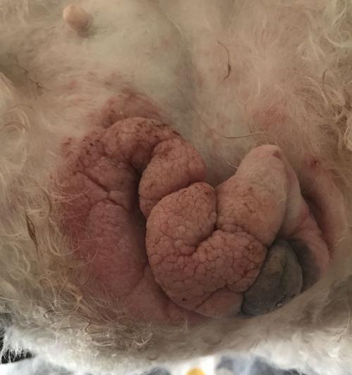 狗狗小桃子的温暖陪伴｜忠诚可爱小狗的生活日记