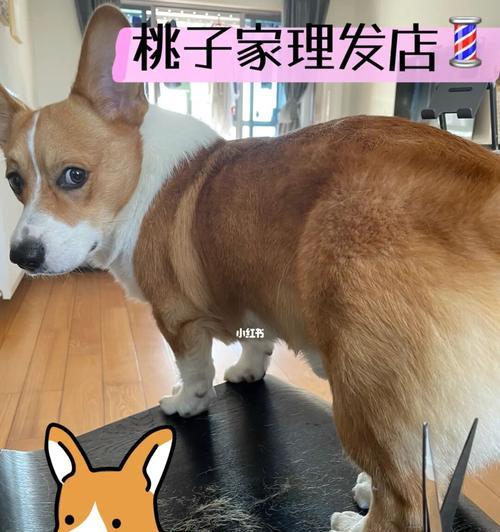 狗狗小桃子的温暖陪伴｜忠诚可爱小狗的生活日记(图3)