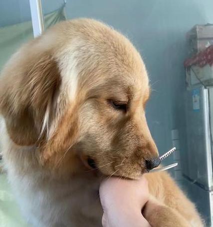 萨摩耶狗狗饮食注意事项｜健康饮食全攻略(图2)