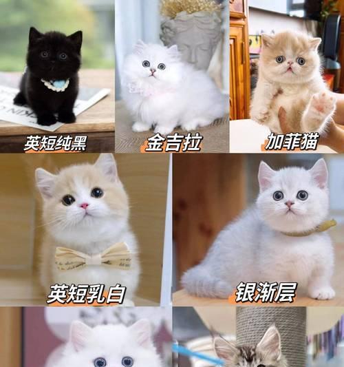 萨摩耶狗狗饮食注意事项｜健康饮食全攻略