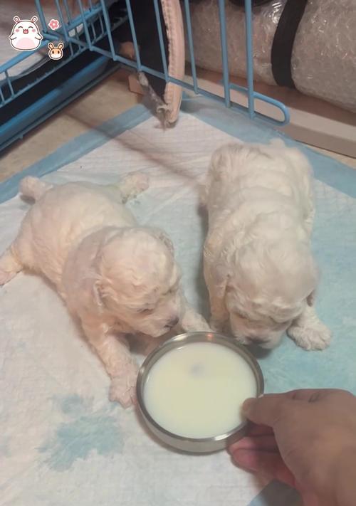 比熊宝宝喂养全攻略|科学饮食助力健康成长(图3) 比熊宝宝喂养全攻略|科学饮食助力健康成长(图3)