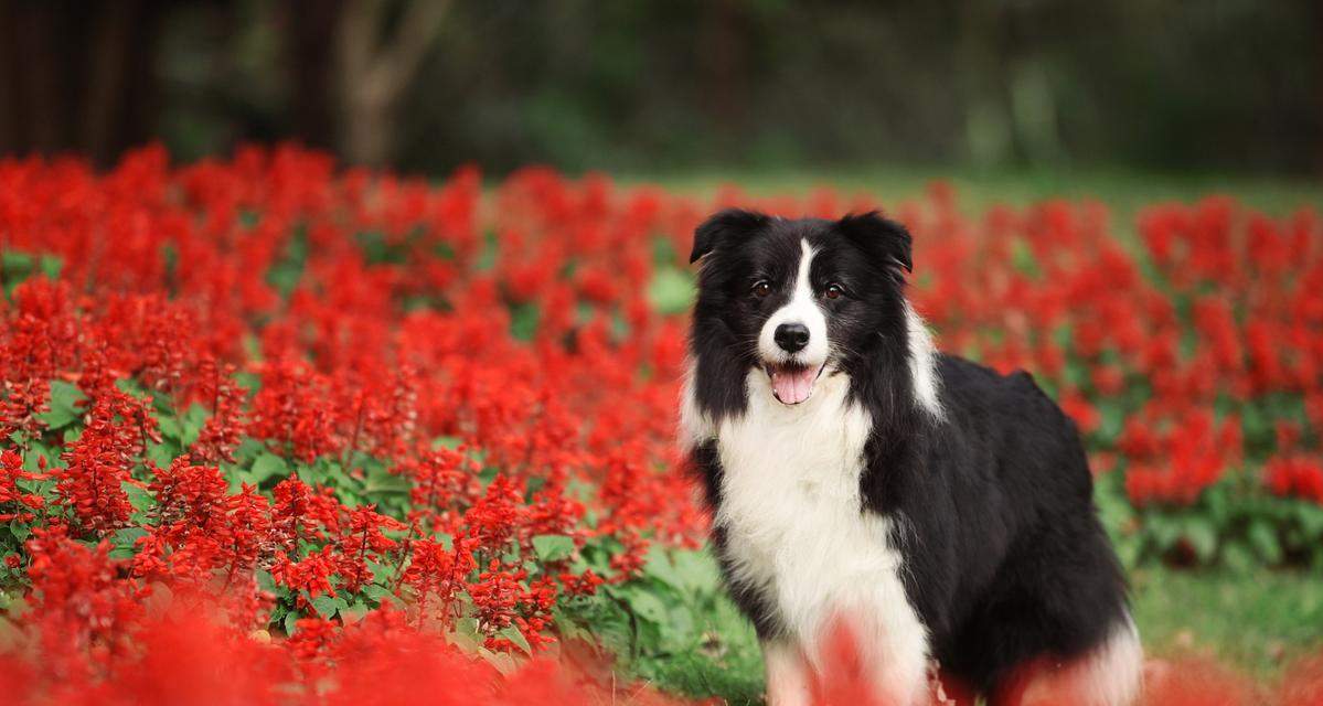 苏牧幼犬喂食指南｜科学饮食助健康成长