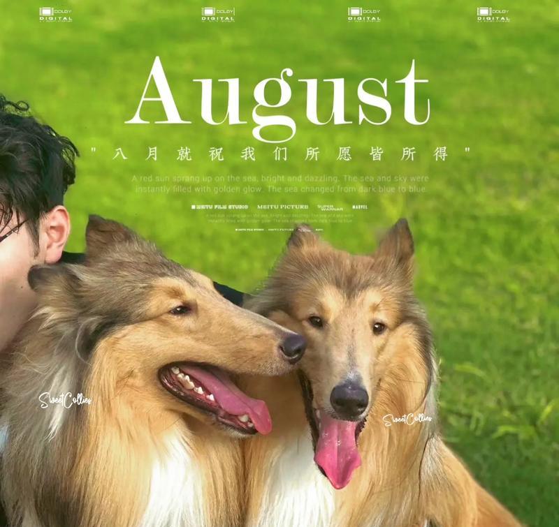 苏牧幼犬喂食指南｜科学饮食助健康成长(图3)