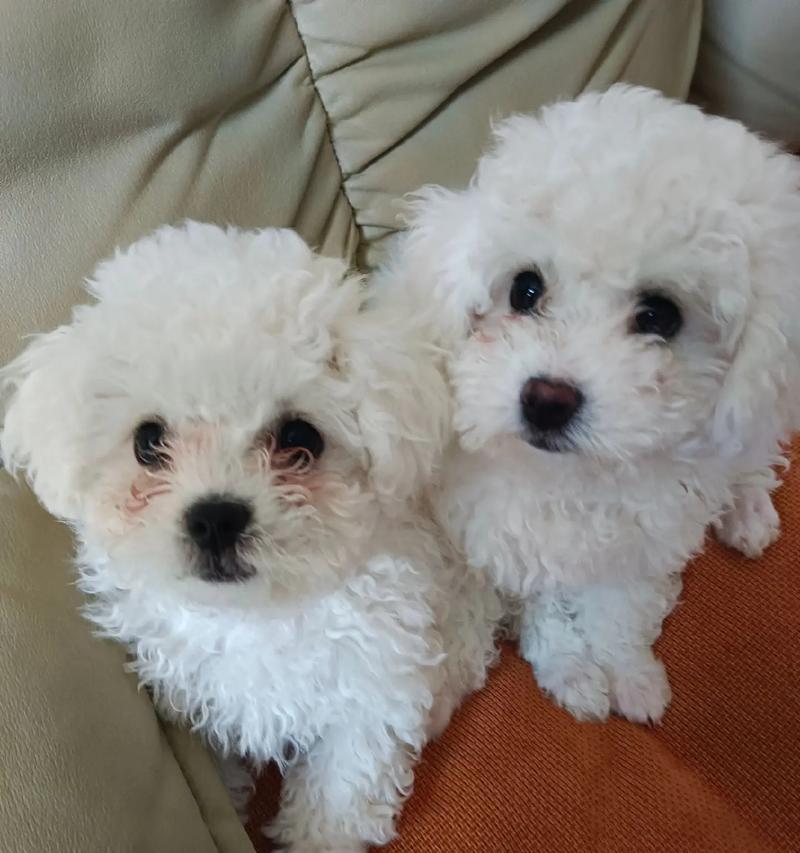 比熊宝宝喂养全攻略|科学饮食助力健康成长(图2) 比熊宝宝喂养全攻略|科学饮食助力健康成长(图2)