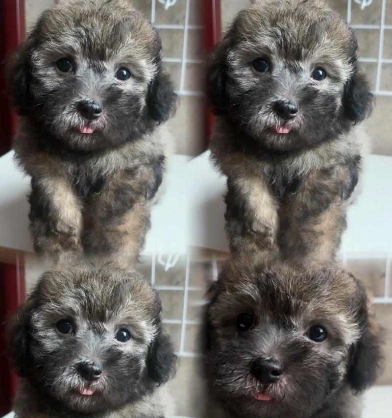 泰迪三个月大宝宝饮食指南|营养均衡健康成长(图2) 泰迪三个月大宝宝饮食指南|营养均衡健康成长(图2)