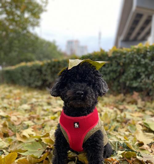 泰迪三个月大宝宝饮食指南|营养均衡健康成长(图3) 泰迪三个月大宝宝饮食指南|营养均衡健康成长(图3)