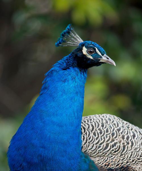 孔雀美丽外形全攻略｜揭秘其独特魅力与特征(图2)