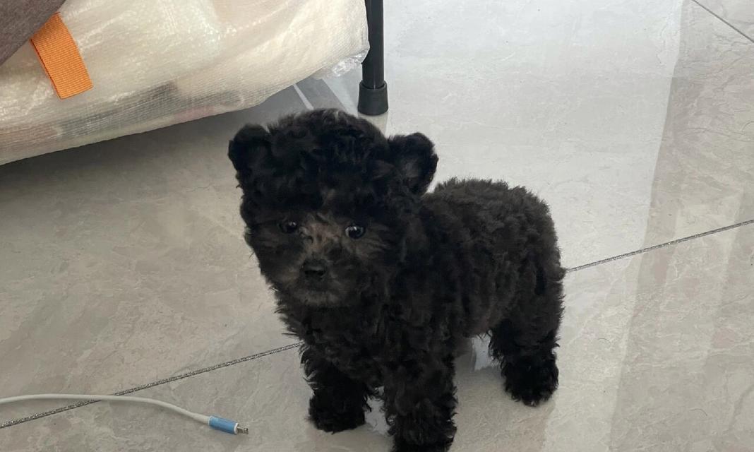 泰迪三个月大宝宝饮食指南｜营养均衡健康成长