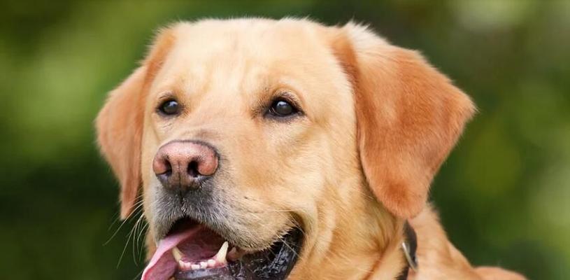 泰迪宝宝健康饮食指南｜水果营养搭配全攻略(图2)