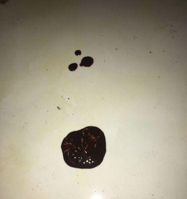 狗狗尿液颜色健康指南｜识别异常信号及时就医(图1)