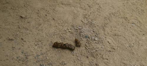 狗狗尿液颜色健康指南｜识别异常信号及时就医(图2)