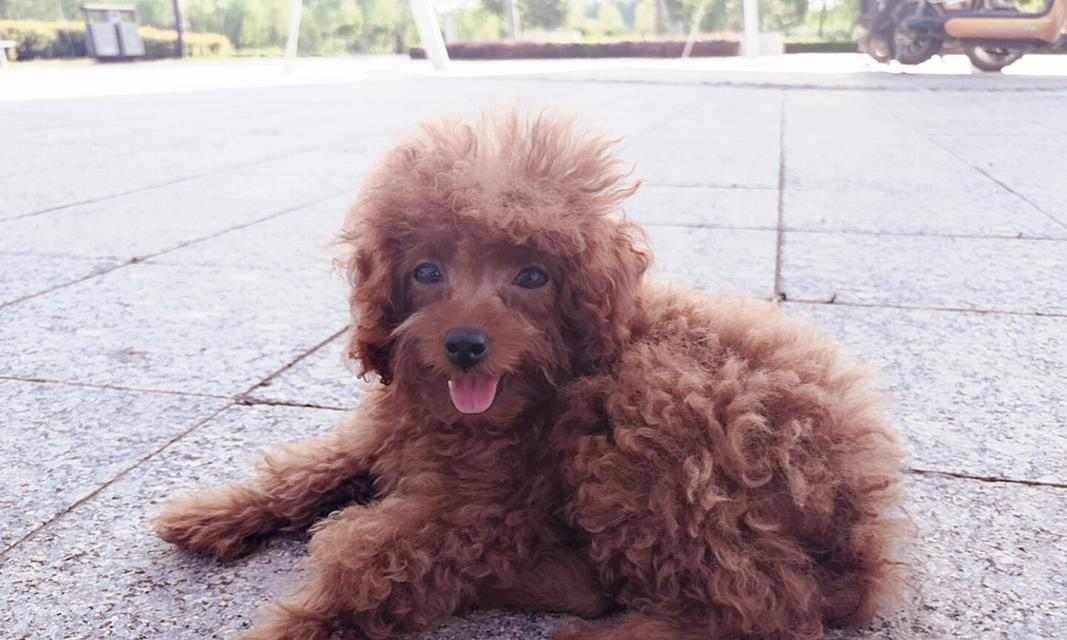 泰迪宝宝健康饮食指南｜水果营养搭配全攻略