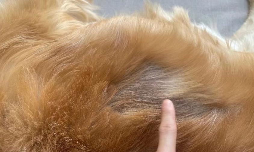 狗狗真菌皮肤病饮食指南｜营养调理缓解皮肤问题(图1)