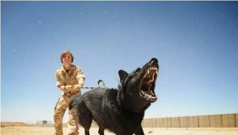 小狗咬人原因全攻略|理解动机与行为模式(图2) 小狗咬人原因全攻略|理解动机与行为模式(图2)