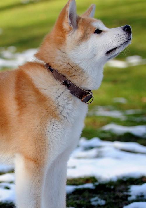 秋田母犬理想毛色选择指南｜全面解析金黄与纯白魅力(图2)