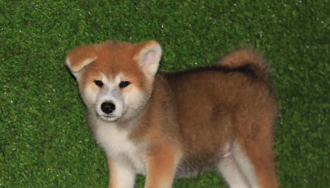 秋田母犬理想毛色选择指南｜全面解析金黄与纯白魅力(图1)