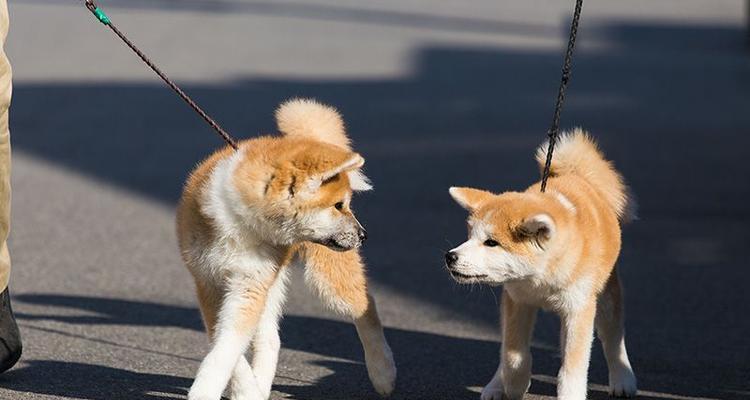 秋田母犬理想毛色选择指南｜全面解析金黄与纯白魅力(图3)