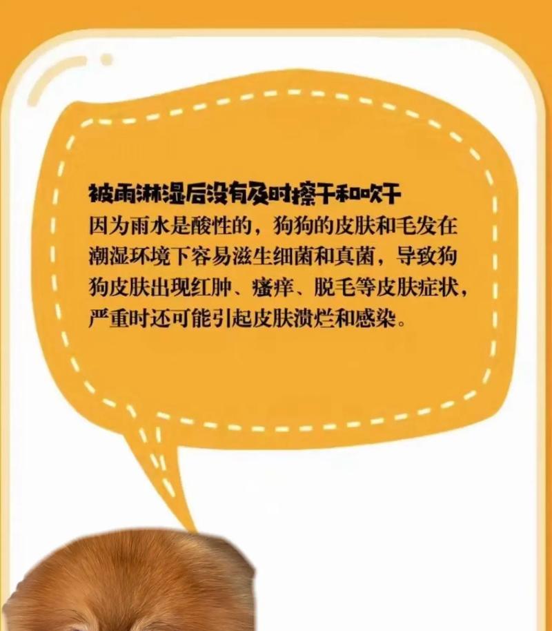 狗狗真菌皮肤病饮食指南｜营养调理缓解皮肤问题(图3)