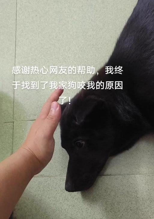 小狗咬人原因全攻略|理解动机与行为模式(图3) 小狗咬人原因全攻略|理解动机与行为模式(图3)