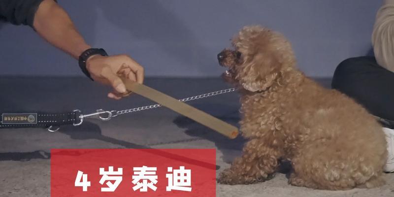 小狗咬人原因全攻略｜理解动机与行为模式