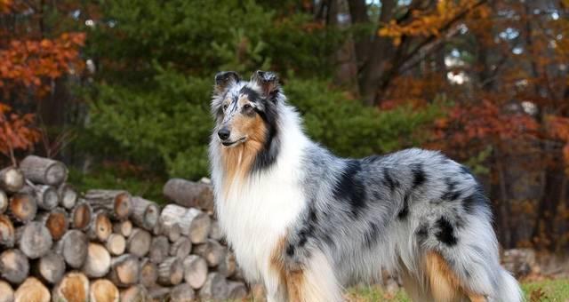 苏牧与喜乐蒂音乐风格对比|探索两位艺术家的独特魅力(图1) 苏牧与喜乐蒂音乐风格对比|探索两位艺术家的独特魅力(图1)