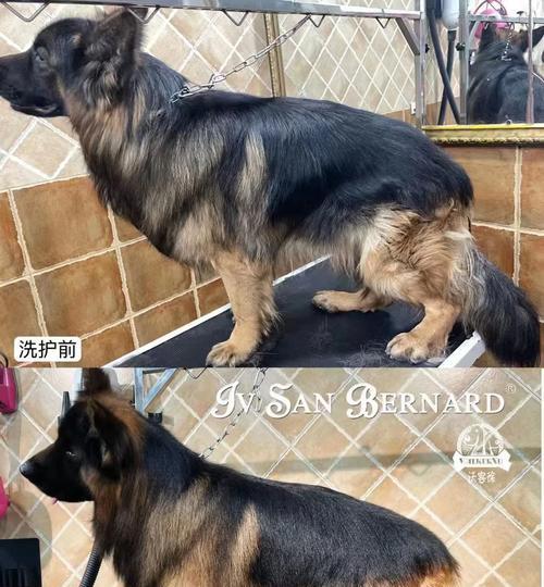 宠物护毛素替代品推荐｜天然护理全攻略(图3)