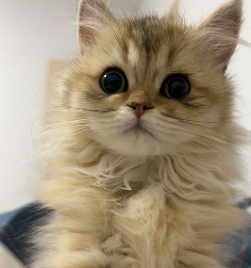 猫咪流泪原因及应对方法｜宠物眼健康实用指南(图2)