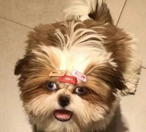 三个月大狗狗成长特征与护理指南｜新手养宠必备(图1)