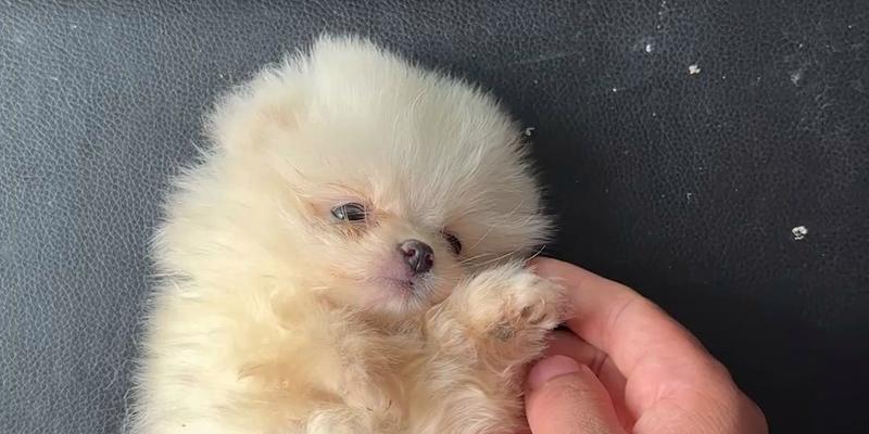 三个月大狗狗成长特征与护理指南｜新手养宠必备(图3)