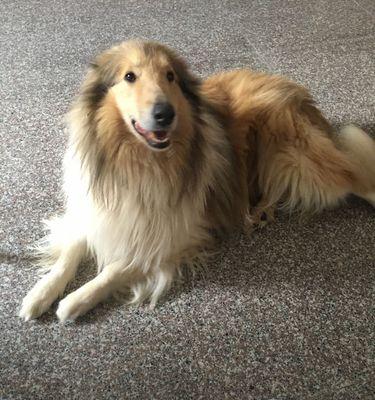 苏牧与喜乐蒂音乐风格对比|探索两位艺术家的独特魅力(图2) 苏牧与喜乐蒂音乐风格对比|探索两位艺术家的独特魅力(图2)