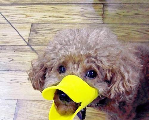 爱咬东西的狗如何正确训练｜实用指南(图2)