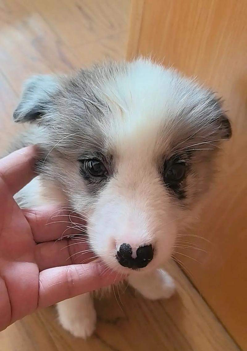 三个月大狗狗成长特征与护理指南｜新手养宠必备(图2)