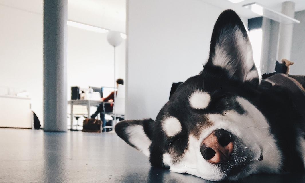 爱咬东西的狗如何正确训练｜实用指南