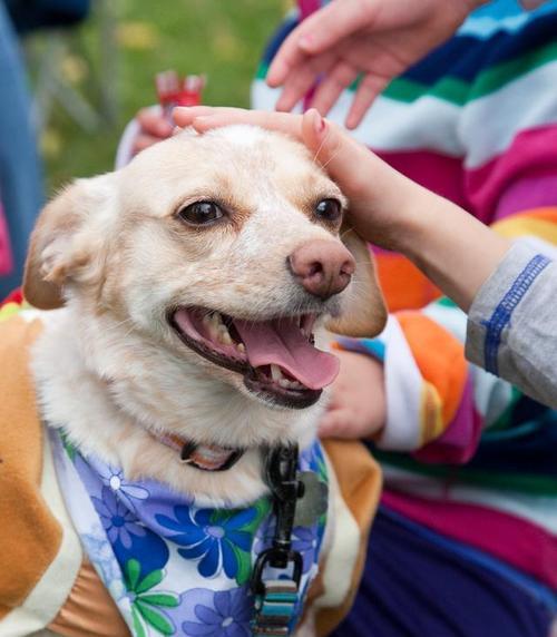 爱咬东西的狗如何正确训练｜实用指南(图3)