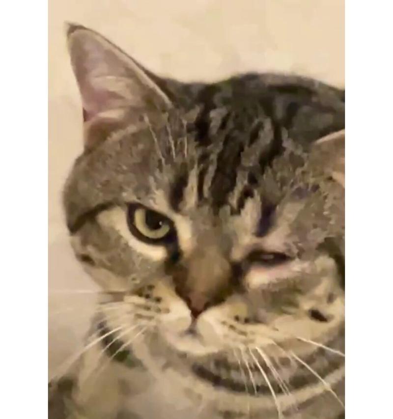 猫咪流泪原因及应对方法｜宠物眼健康实用指南