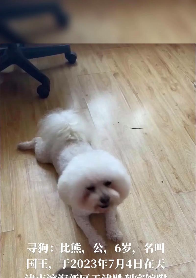 为你的公比熊挑选独特名字的实用指南｜宠物命名全攻略