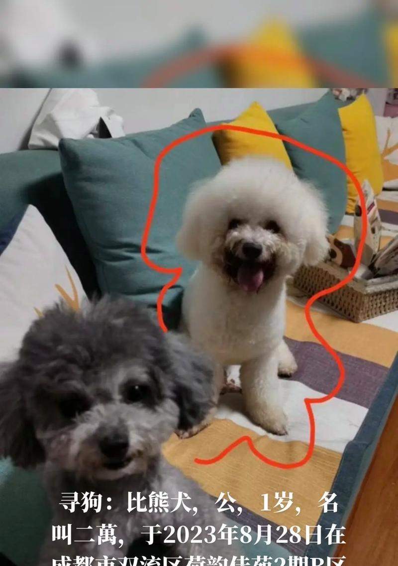 为你的公比熊挑选独特名字的实用指南|宠物命名全攻略(图2) 为你的公比熊挑选独特名字的实用指南|宠物命名全攻略(图2)