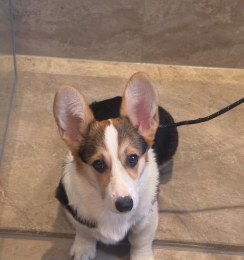 小柯基耳朵之美｜探秘柯基独特耳形与魅力全攻略(图3)