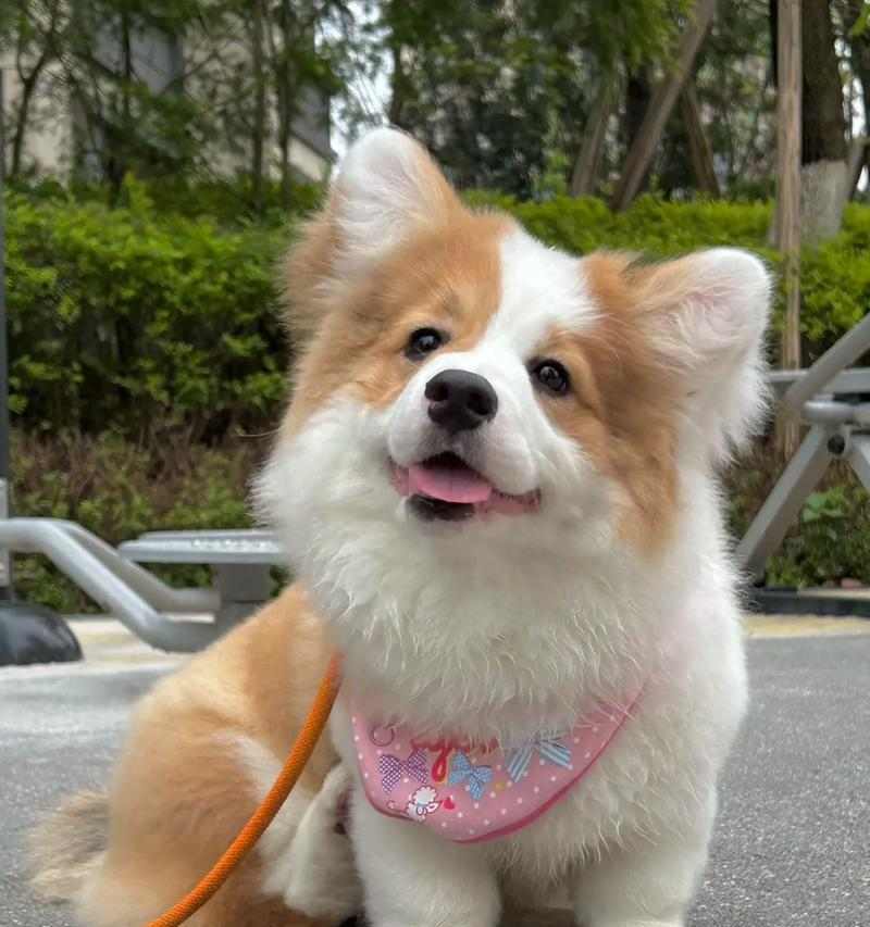 小柯基耳朵之美｜探秘柯基独特耳形与魅力全攻略