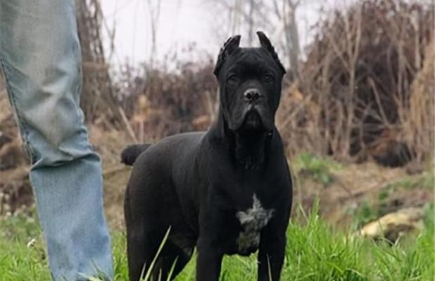 适合与卡斯罗相处的犬种推荐｜养犬伴侣全攻略