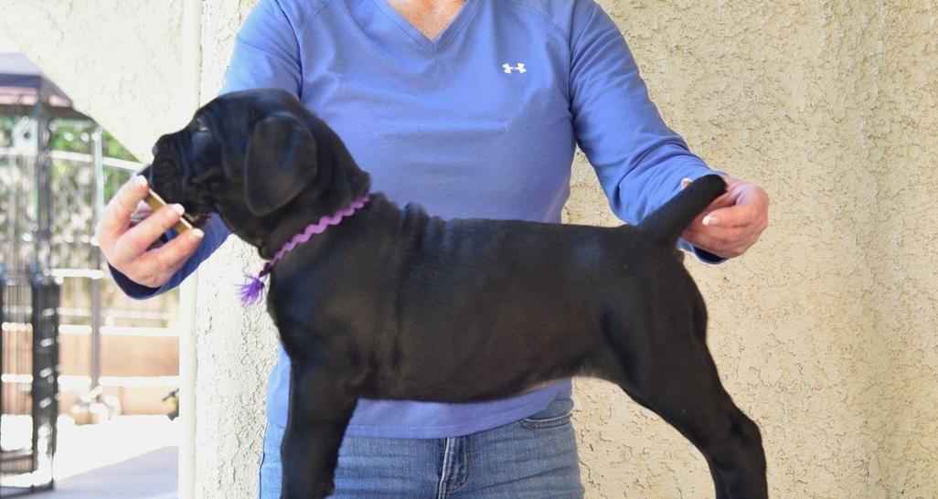 适合与卡斯罗相处的犬种推荐|养犬伴侣全攻略(图3) 适合与卡斯罗相处的犬种推荐|养犬伴侣全攻略(图3)