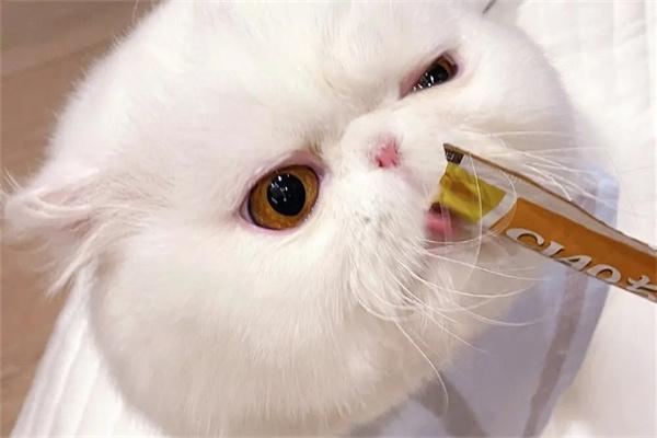 猫咪爱吃猫条的原因及喂食指南｜宠物饮食核心技巧(图1)