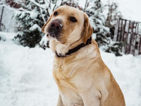 拉布拉多体温过高原因及应对方法｜宠物健康全攻略(图3)