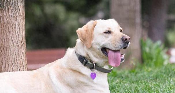 拉布拉多体温过高原因及应对方法｜宠物健康全攻略(图1)