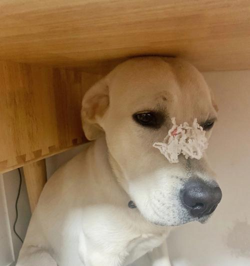 拉布拉多体温过高原因及应对方法｜宠物健康全攻略(图2)