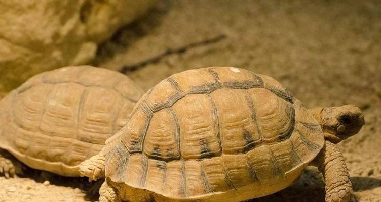 如何选择适合养殖的陆龟品种｜实用指南(图3)